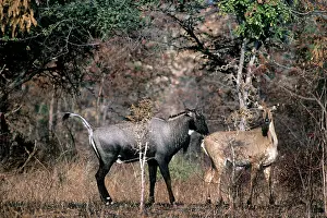 Boselaphus: Nilgai