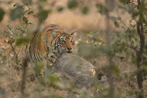 Tigress: Nilgai