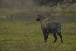 Keoladeo: Nilgai