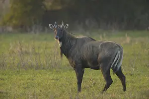 Keoladeo: Nilgai