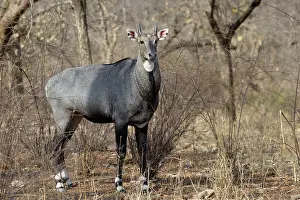 Sawai: Nilgai