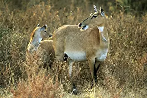 Boselaphus: NILGAI (Blue Bull) - Female with young