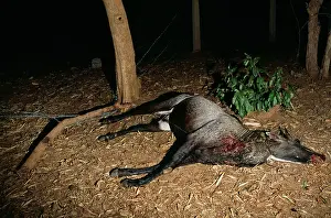 Victims: NILGAI / Blue bull - male in trap, caught in a snare