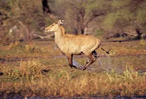 Boselaphus: Nilgai / Bluebuck / Blue bull Antelop - female