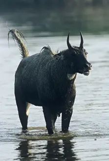 Agressive: Nilgai / Bluebuck / Blue bull Antelope - Agressive