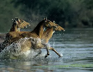 Boselaphus: Nilgai / Bluebuck / Blue bull Antelope - Females