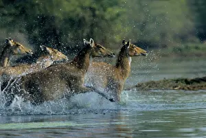 Boselaphus: Nilgai / Bluebuck / Blue bull Antelope - Females