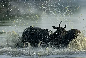 Charging: Nilgai / Bluebuck / Blue bull Antelope - Final