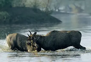 Charging: Nilgai / Bluebuck / Blue bull Antelope - Final