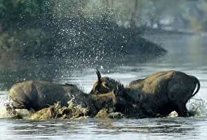 Charging: Nilgai / Bluebuck / Blue bull Antelope - Final