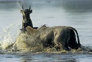 Charging: Nilgai / Bluebuck / Blue bull Antelope - Final