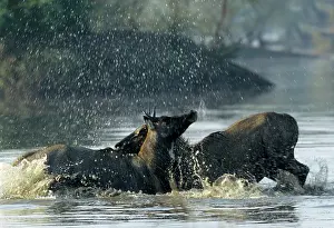 Charging: Nilgai / Bluebuck / Blue bull Antelope - Final