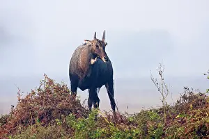 Boselaphus: Nilgai / Bluebull - stag