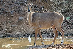 Boselaphus: Nilgai / Indian Bull / Blue Antelope drinking