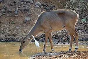 Boselaphus: Nilgai / Indian Bull / Blue Antelope drinking