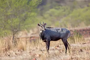 Boselaphus: Nilgai / Indian Bull / Blue Antelope male