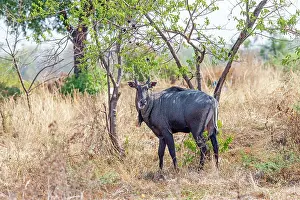 Boselaphus: Nilgai / Indian Bull / Blue Antelope male