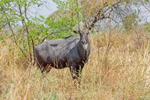 Boselaphus: Nilgai / Indian Bull / Blue Antelope male