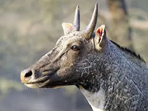 Boselaphus: Nilgai - Male Boselaphus tragocamelus Rajasthan