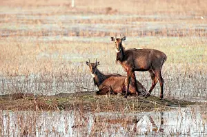 Keoladeo: Nilgai - pair on island in lake