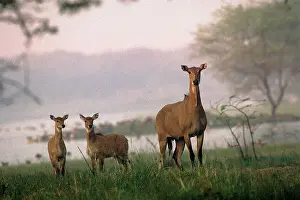 Boselaphus: Nilgai - young