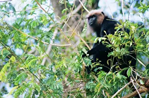 Johns: Nilgiri / JohnIs LANGUR / Black Leaf MONKEY - in tree