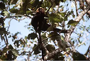 Johns: Nilgiri / John's LANGUR / Black Leaf MONKEY - in tree