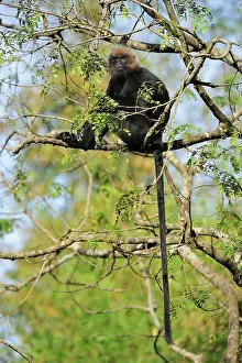 Nilgri: Nilgiri Langur