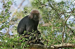 Nilgri: Nilgiri Langur