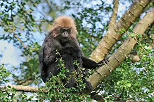 Nilgri: Nilgiri Langur