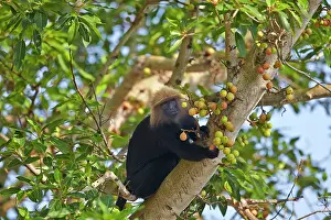 Trachypithecus: Nilgiri Langur