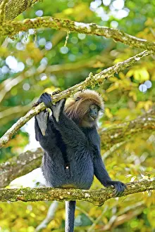 Trachypithecus: Nilgiri Langur