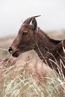 Joanna Van Gruisen: NILGIRI TAHR - close-up of head