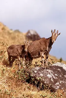 Joanna Van Gruisen: NILGIRI TAHR - Female and young