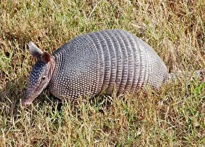 Armadillos: Nine-banded Armadillo