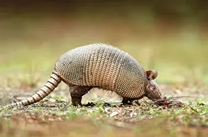 Januari: Nine-banded Armadillo