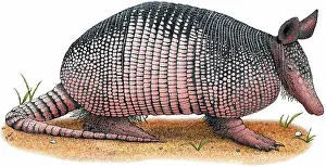 Edentata: Nine-Banded Armadillo