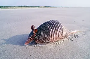Armadillos: Nine-banded Armadillo