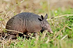 Myakka: Nine-banded Armadillo (Dasypus novemcinctus), Myakka