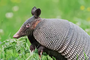 Armadillos: Nine-banded Armadillo (Dasypus novemcinctus), adult