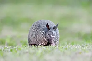 Armadillos: Nine-banded Armadillo (Dasypus novemcinctus), Florida