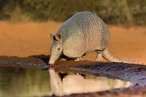 Thirst: Nine-banded Armadillo (Dasypus novemcinctus) drinking