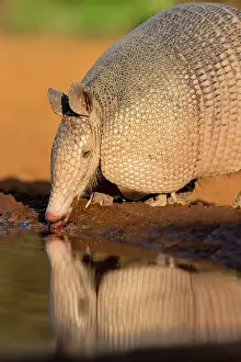 Thirst: Nine-banded Armadillo (Dasypus novemcinctus) drinking
