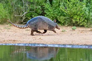 Burrow: Nine-banded armadillo at pond
