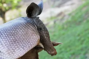 Armadillos: Nine-banded Long-nosed Armadillo