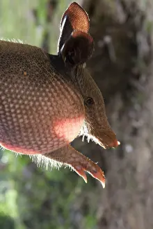 Armadillos: Nine-banded Long-nosed Armadillo