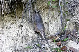 Armadillos: Nine-banded Long-nosed Armadillo