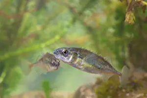 Photographed: Nine-spined stickelback - Pair photographed underwater
