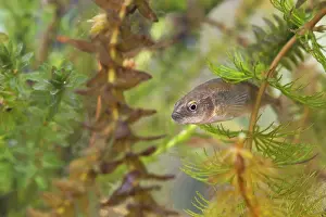 Photographed: Nine-spined Stickleback - an adult female photographed