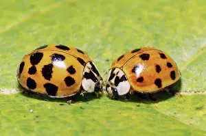 Coleopteran: Nine-spotted Ladybugs
